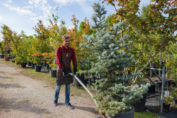 Best Hazardous Tree Removal  in USA